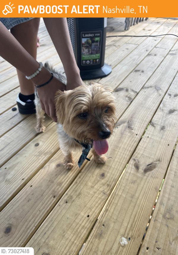 Found/Stray Male Dog last seen Near Spann ct near Sam’s club, Nashville, TN 37013