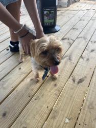 Found/Stray Male Dog last seen Near Spann ct near Sam’s club, Nashville, TN 37013