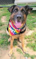 Shelter Stray Female Dog last seen Church Street, BROOKLYN PARK, MD, 21225, 411 Maxwell Frye Rd, Millersville, MD 21108, USA