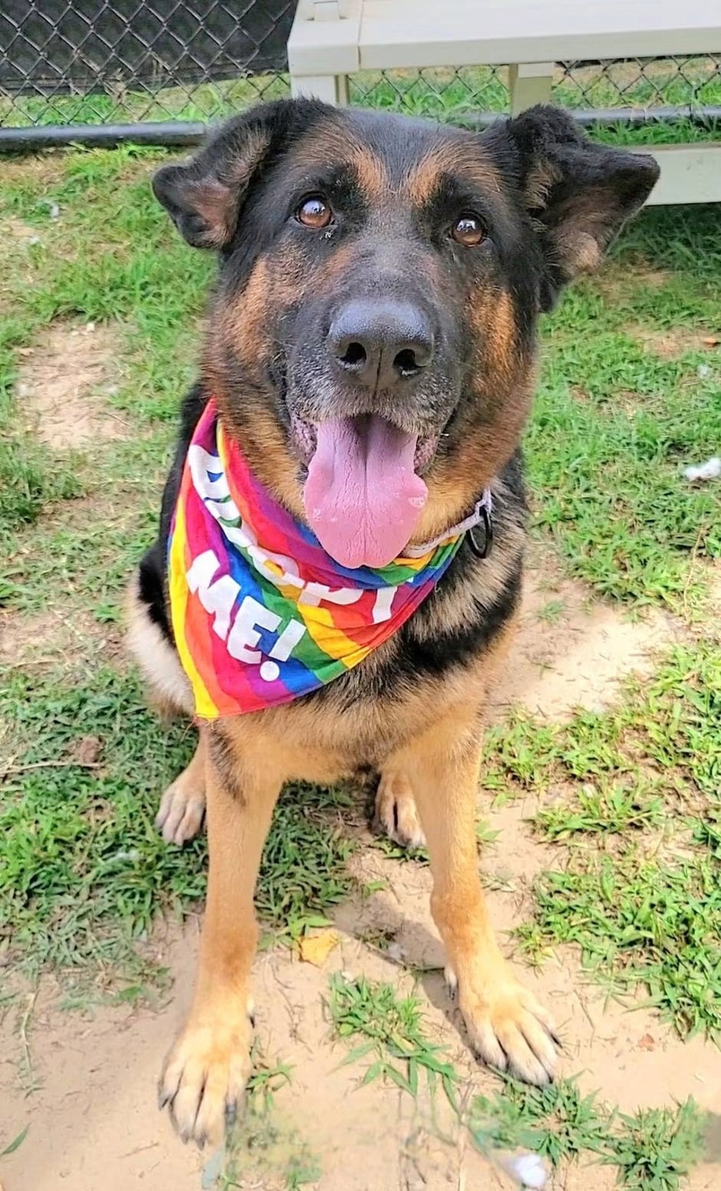 Shelter Stray Female Dog last seen Church Street, BROOKLYN PARK, MD, 21225, 411 Maxwell Frye Rd, Millersville, MD 21108, USA