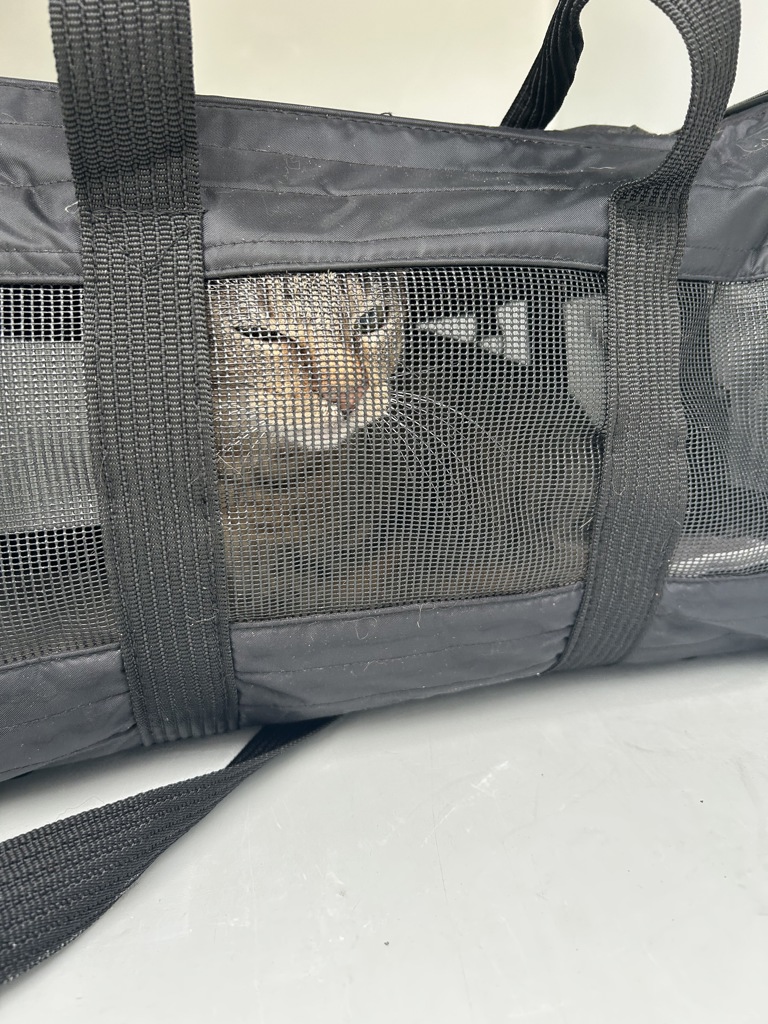 Shelter Stray Unknown Cat last seen Near Sandbridge Road, VIRGINIA BEACH, VA, 23456, 341 S Birdneck Rd, Virginia Beach, VA 23451, USA