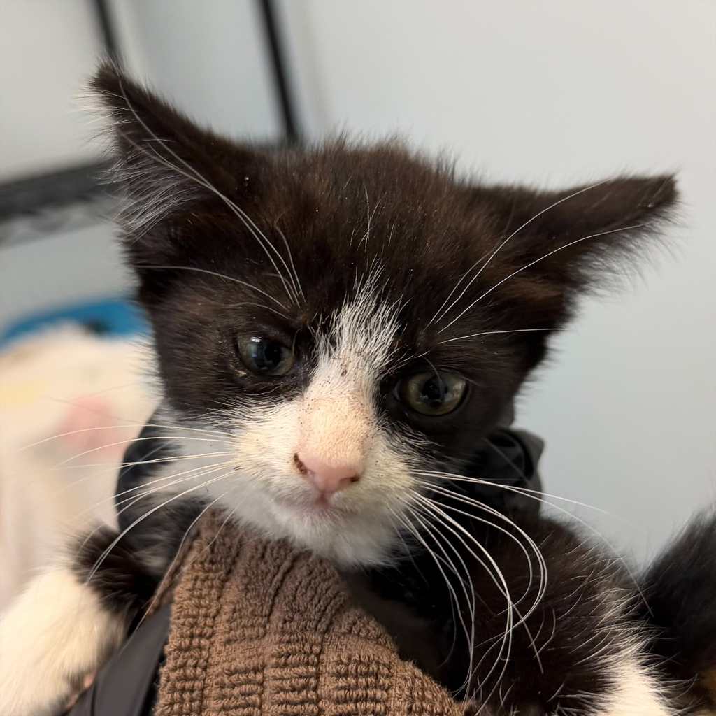 Shelter Stray Female Cat last seen 54th Street, San Diego, CA, 92115, 5500 Gaines St, San Diego, CA 92110, USA