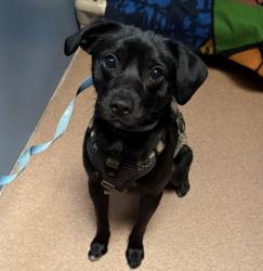 Shelter Stray Male Dog last seen Near Crandall Drive, San Diego, CA, 92111, 5500 Gaines St, San Diego, CA 92110, USA