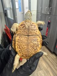 Shelter Stray Unknown Reptile last seen 62nd Street, San Diego, CA, 92114, 5500 Gaines St, San Diego, CA 92110, USA