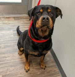 Shelter Stray Female Dog last seen Near Uvas Street, San Diego, CA, 92102, 5500 Gaines St, San Diego, CA 92110, USA