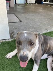 Reunited Female Dog last seen Bradley park, San Marcos, CA 92078