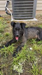 Found/Stray Female Dog last seen Glen street, Burlington, NC 27217