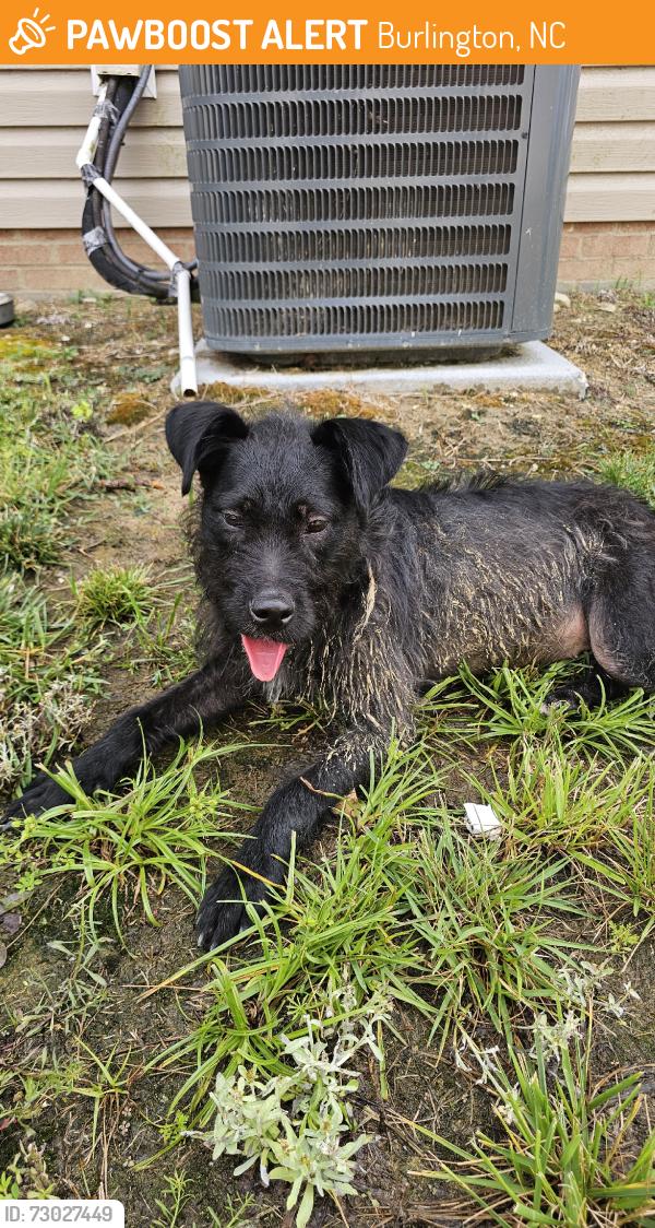 Found/Stray Female Dog last seen Glen street, Burlington, NC 27217