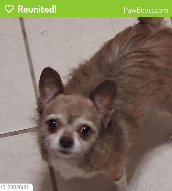 Reunited Female Dog last seen Morganford and Walsh, St. Louis, MO 63116