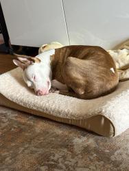 Found/Stray Female Dog last seen Saratoga Park, Brooklyn, NY 11221