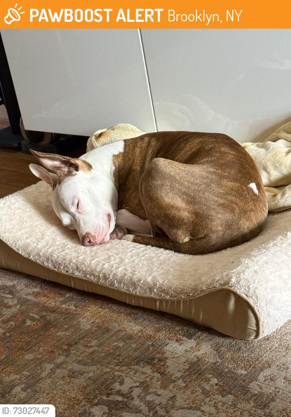 Found/Stray Female Dog last seen Saratoga Park, Brooklyn, NY 11221