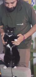 Lost Male Cat last seen Buckingham RD & 28th, Los Angeles, CA 90016