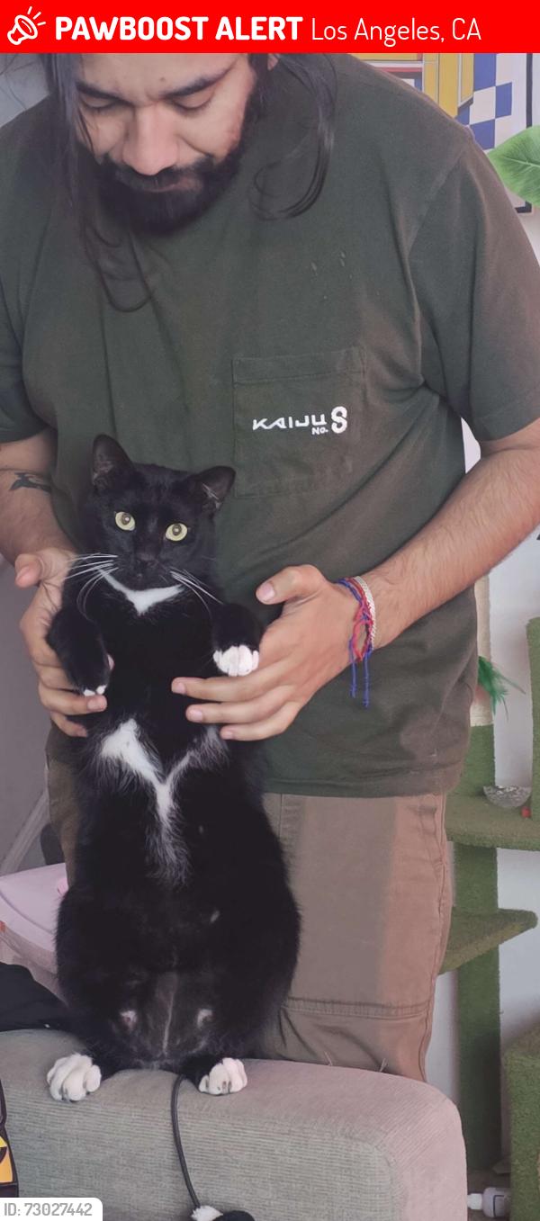 Lost Male Cat last seen Buckingham RD & 28th, Los Angeles, CA 90016
