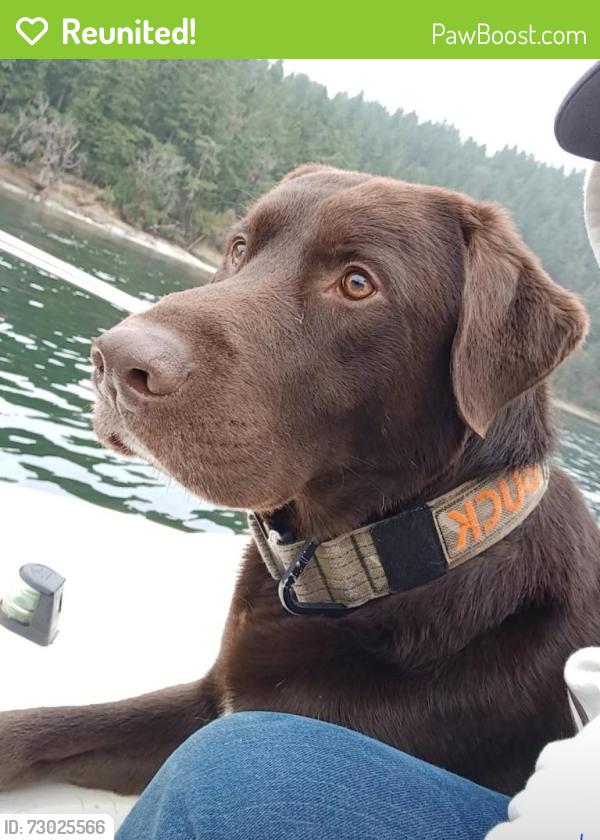 Reunited Male Dog last seen Olympic Ridge, Port Ludlow, WA 98365