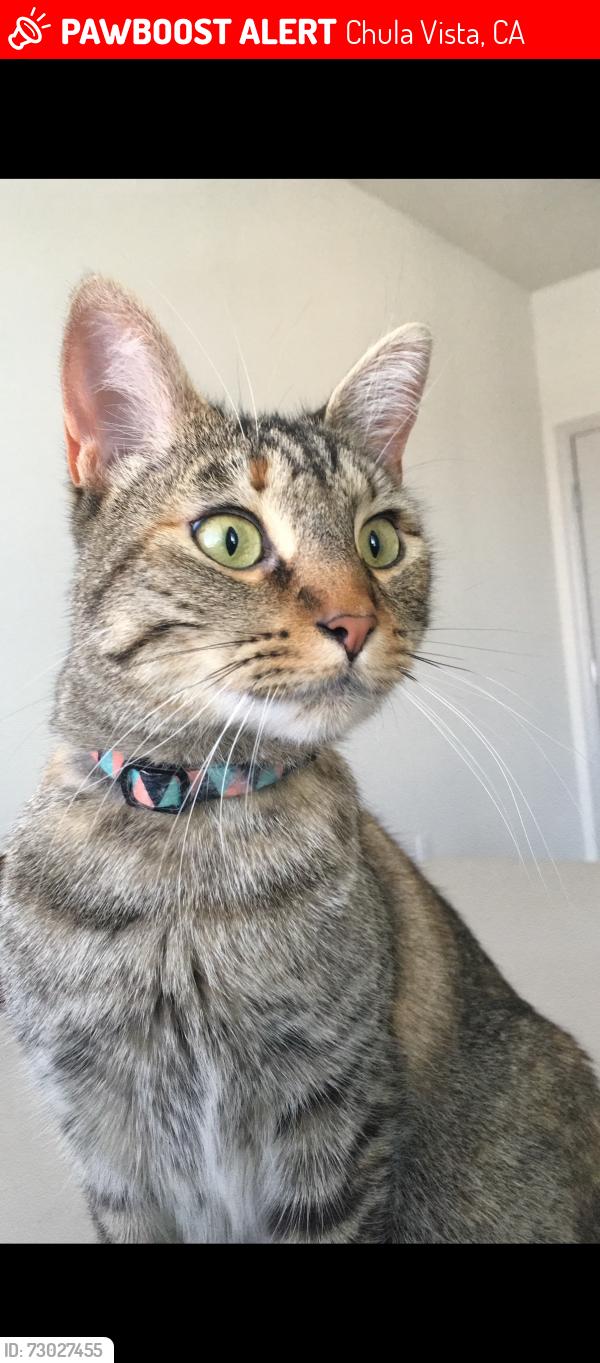 Lost Female Cat last seen Windingwalk Eastlake, Chula Vista, CA 91915