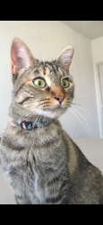 Lost Female Cat last seen Windingwalk Eastlake, Chula Vista, CA 91915