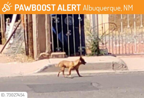 Found/Stray Male Dog last seen Near Aztec Rd NW 12th and Candelaria, Albuquerque, NM 87107