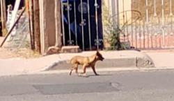 Found/Stray Male Dog last seen Near Aztec Rd NW 12th and Candelaria, Albuquerque, NM 87107