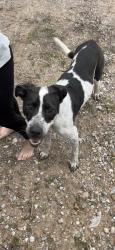 Found/Stray Female Dog last seen Shell Creek Lake Sand Springs, OK, Sand Springs, OK 74063