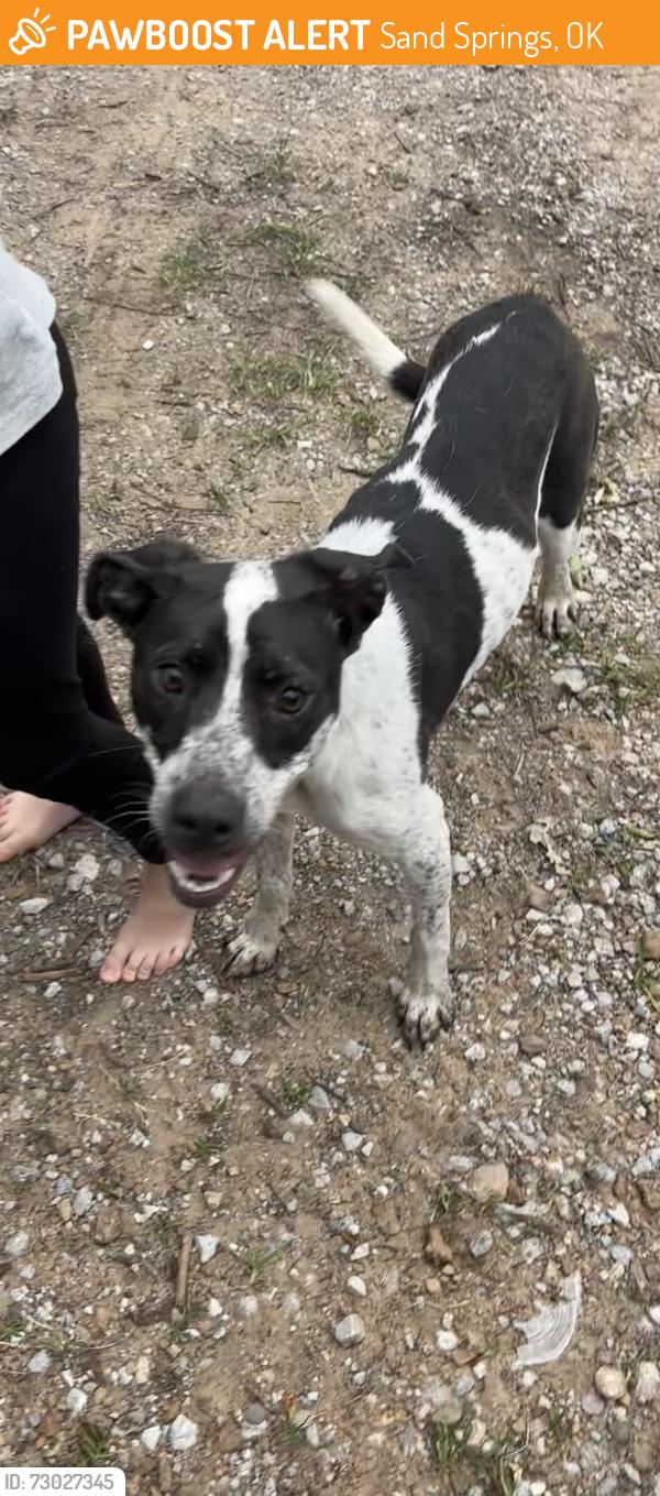 Found/Stray Female Dog last seen Shell Creek Lake Sand Springs, OK, Sand Springs, OK 74063