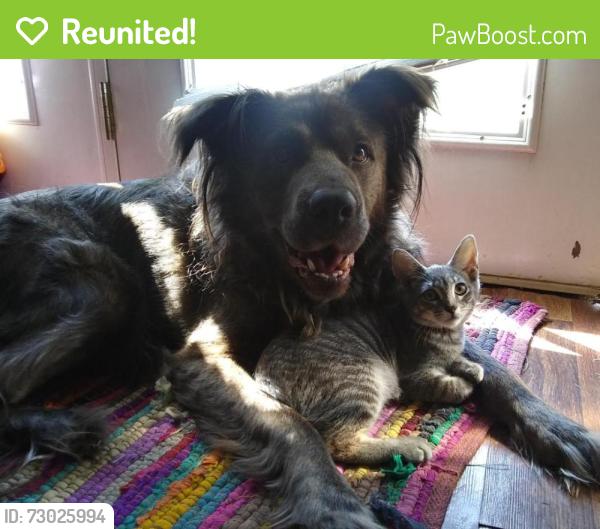 Reunited Male Dog last seen Copeland and Heiskell in Powell, Powell, TN 37849