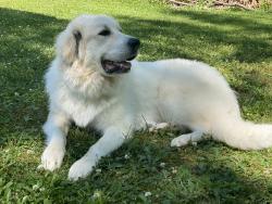 Lost Male Dog last seen Day hollow Road, Endicott, NY 13760