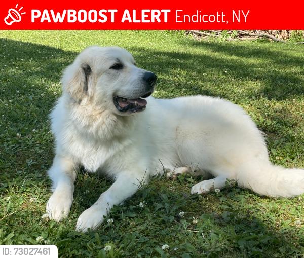 Lost Male Dog last seen Day hollow Road, Endicott, NY 13760