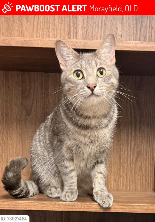 Lost Male Cat last seen Kennerton court, Morayfield, QLD 4506
