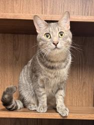 Lost Male Cat last seen Kennerton court, Morayfield, QLD 4506