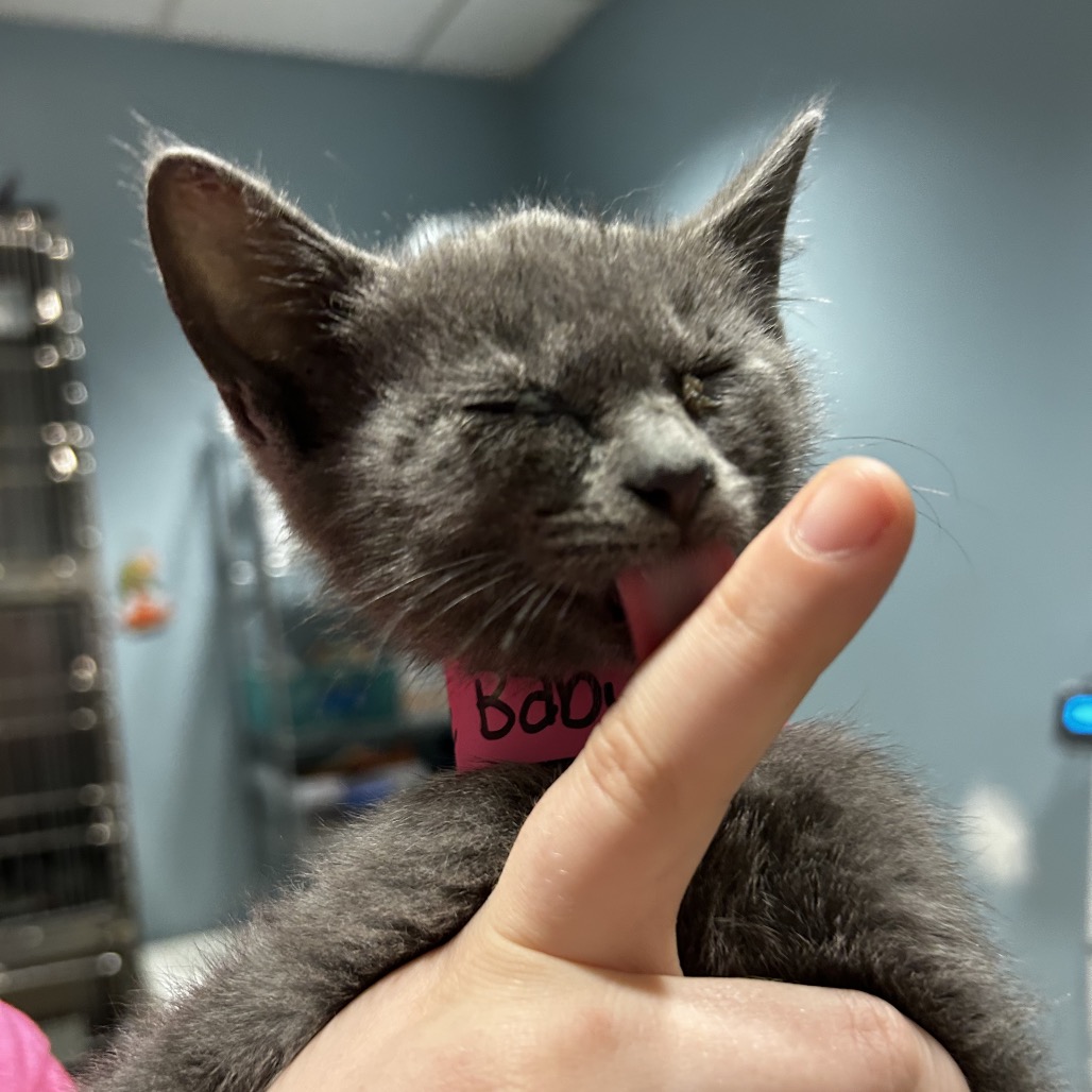 Shelter Stray Female Cat last seen , 4500 N Access Rd, Chattanooga, TN 37415, USA