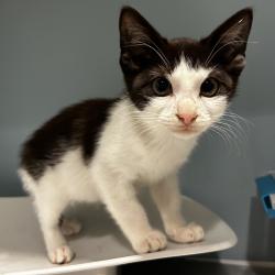 Shelter Stray Female Cat last seen , 4500 N Access Rd, Chattanooga, TN 37415, USA