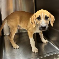Shelter Stray Male Dog last seen , 4500 N Access Rd, Chattanooga, TN 37415, USA
