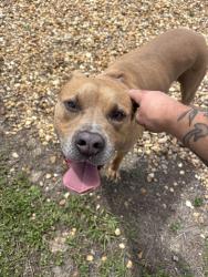 Found/Stray Male Dog last seen Near SW College Rd Ocala, FL 34474 United States, On Top of the World, FL 34481