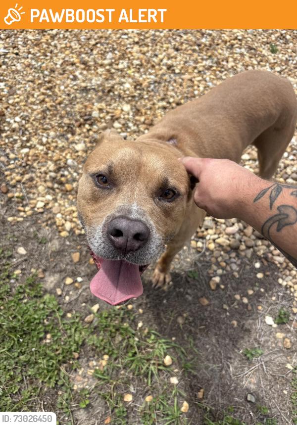 Found/Stray Male Dog last seen Near SW College Rd Ocala, FL 34474 United States, On Top of the World, FL 34481