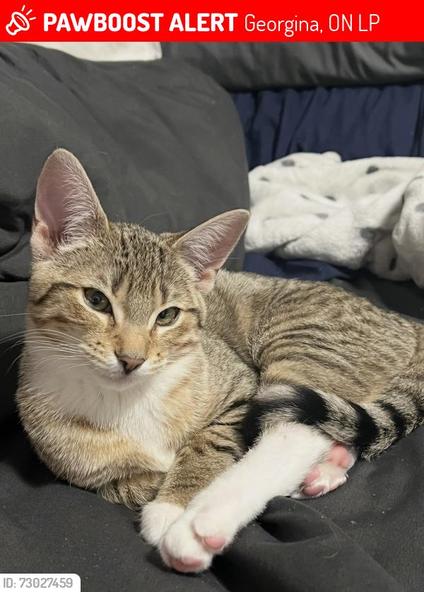 Lost Female Cat last seen Richmond Park Drive and the Queensway Keswick Ontario, Georgina, ON L4P