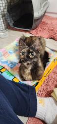 Found/Stray Female Cat last seen Walmart neighborhood, Orlando, FL 32810