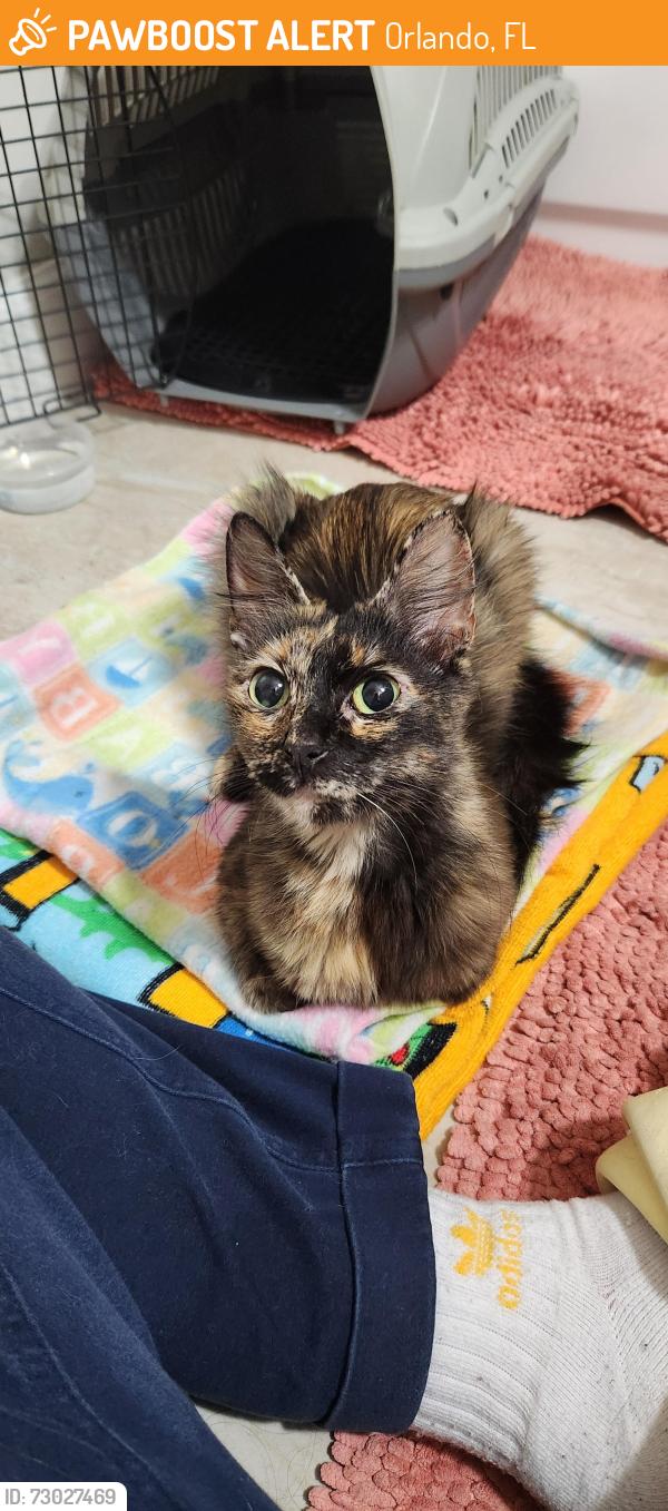 Found/Stray Female Cat last seen Walmart neighborhood, Orlando, FL 32810