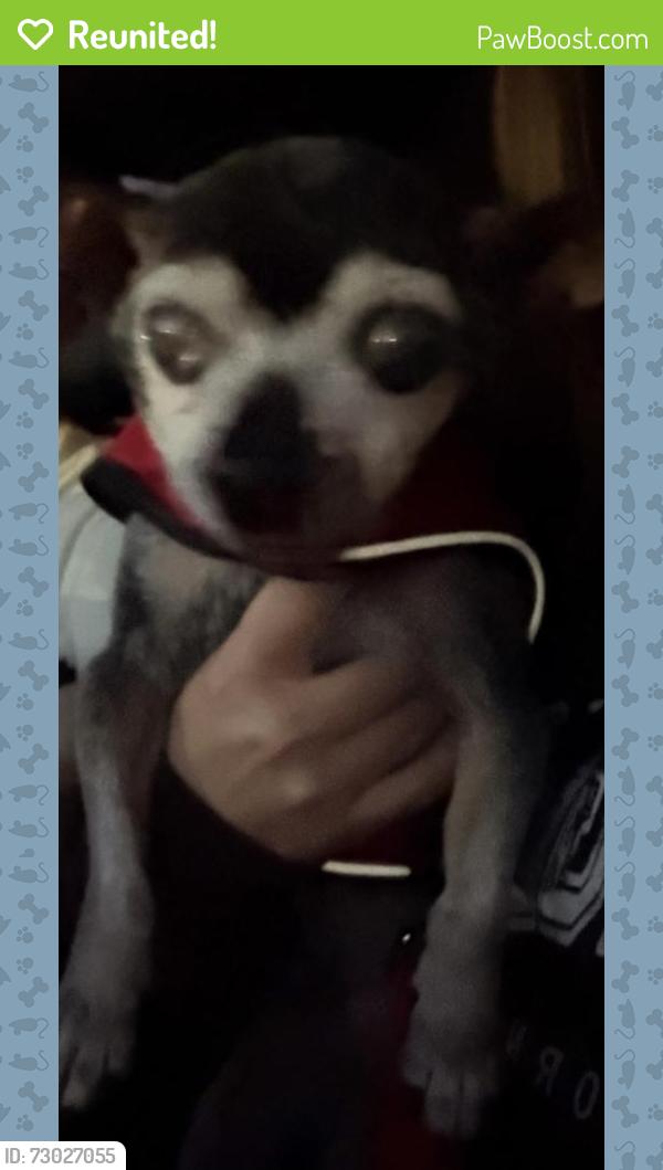 Reunited Male Dog last seen Near Topanga Canyon Blvd, Canoga Park, CA 91304, USA, Los Angeles, CA 91304