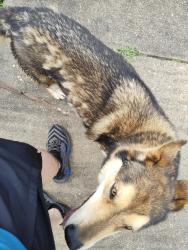 Found/Stray Unknown Dog last seen Rialto Dr, Montgomery, AL 36117