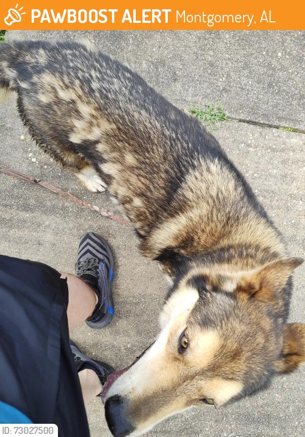 Found/Stray Unknown Dog last seen Rialto Dr, Montgomery, AL 36117