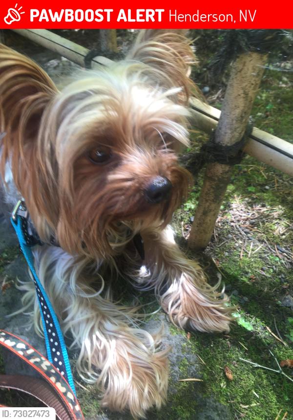 Lost Male Dog last seen Fountains Neighborhood, Henderson, NV 89074
