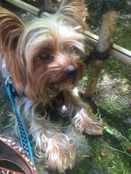 Lost Male Dog last seen Fountains Neighborhood, Henderson, NV 89074