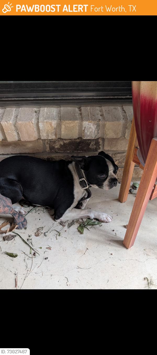 Found/Stray Male Dog last seen Hulen and Altamesa , Fort Worth, TX 76133