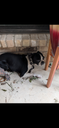 Found/Stray Male Dog last seen Hulen and Altamesa , Fort Worth, TX 76133