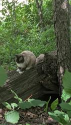 Found/Stray Unknown Cat last seen 11th ave prospect park, Brooklyn, NY 11215