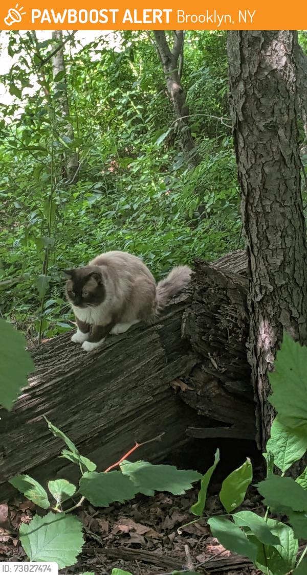 Found/Stray Unknown Cat last seen 11th ave prospect park, Brooklyn, NY 11215