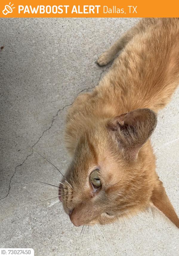 Found/Stray Male Cat last seen Libby Ln, Dallas Tx, Dallas, TX 75228