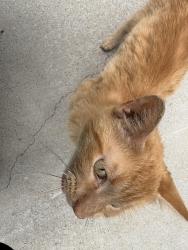 Found/Stray Male Cat last seen Libby Ln, Dallas Tx, Dallas, TX 75228