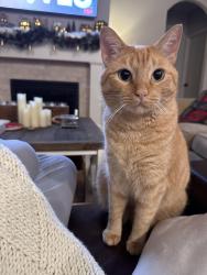 Lost Male Cat last seen Pepperhill Subdivision, Emmett Dr, 177 Lake ests, Montgomery, TX 77316