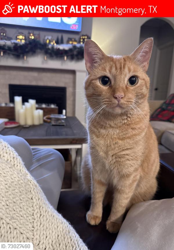 Lost Male Cat last seen Pepperhill Subdivision, Emmett Dr, 177 Lake ests, Montgomery, TX 77316
